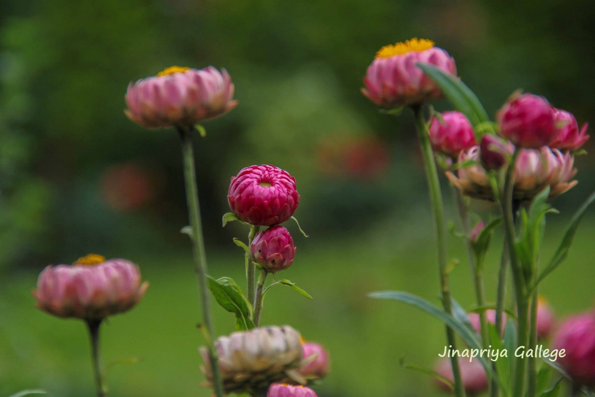 Xerochrysum bracteatum (Vent.) Tzvelev